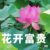 阿特爸爸
