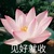 妈沫