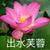 秦悦岚（男主麻麻）