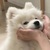 小呆晕作者