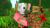 pigman