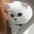 张小猫