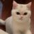 猫猫有话讲