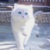雪崽