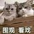 网名：一只猫