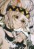 帕洛斯