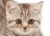 一只蹿台猫