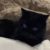 顾泠玖猫