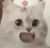 新生系统
