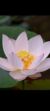 無關(guān)人員二號(hào)
