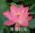 严母