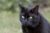 月黑猫