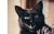 微银黑猫