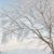 輕雪悠然（作者）