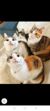 全部猫猫