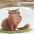 雷族猫