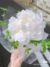 芍藥花仙精靈王花瑤