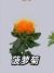 菠萝菊花仙精灵王罗菊