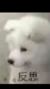系统.小白