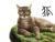 狐躍