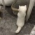 江秋妘os