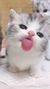 猫猫