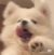 狗贼系统