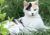 小猫
