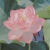 潘麗婷
