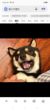 六斤