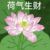 是嘉怡辣