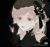 克洛伊·奈爾