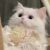 小猫