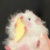 鼠鼠内心os