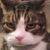 某些猫民