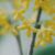 桂花