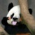 熊猫很可癌