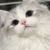 猫猫
