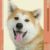 八公