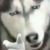 狗