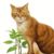 小猫