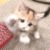 猫猫系统