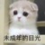 扩扩猫