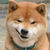 柴柴