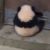 李飞