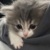 猫哥