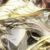 依莱克斯