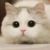 小貓貓