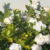 栀子花.童禹坤