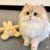 小猫